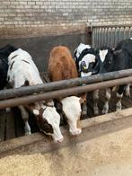 Zwartbonte kalveren, Dieren en Toebehoren, Mannelijk