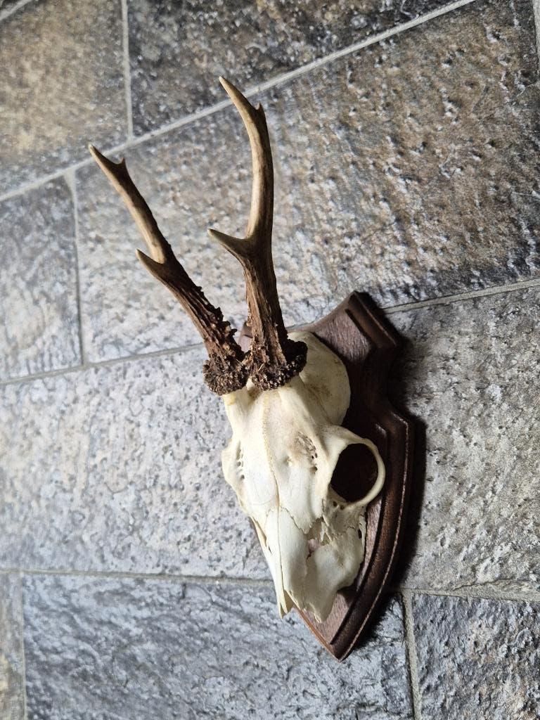 Mooi Ree Gewei op schild jacht mancave overkapping g76, Verzamelen, Dierenverzamelingen, Gebruikt, Gewei of Kop, Hert, Ophalen of Verzenden