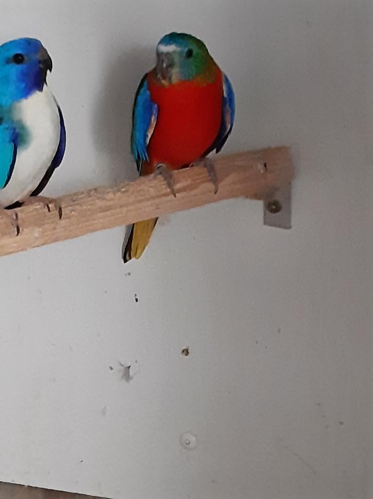 Turquoisine, Dieren en Toebehoren, Vogels | Parkieten en Papegaaien, Vrouwelijk, Parkiet