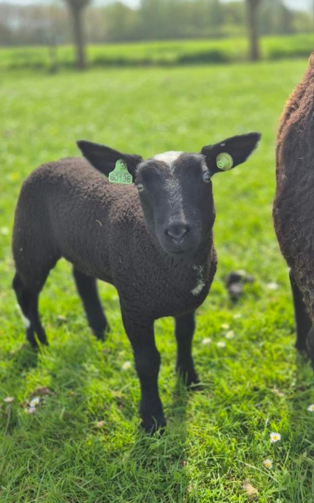 Ooi, Vrouwelijk, Schaap, 0 tot 2 jaar