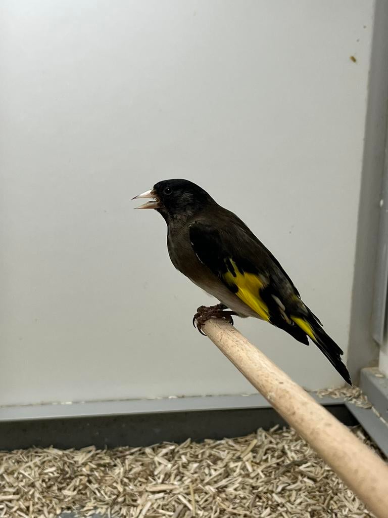 Bastaard Zwarte Sijs x Putter, Geslacht onbekend, Wildzangvogel, Geringd