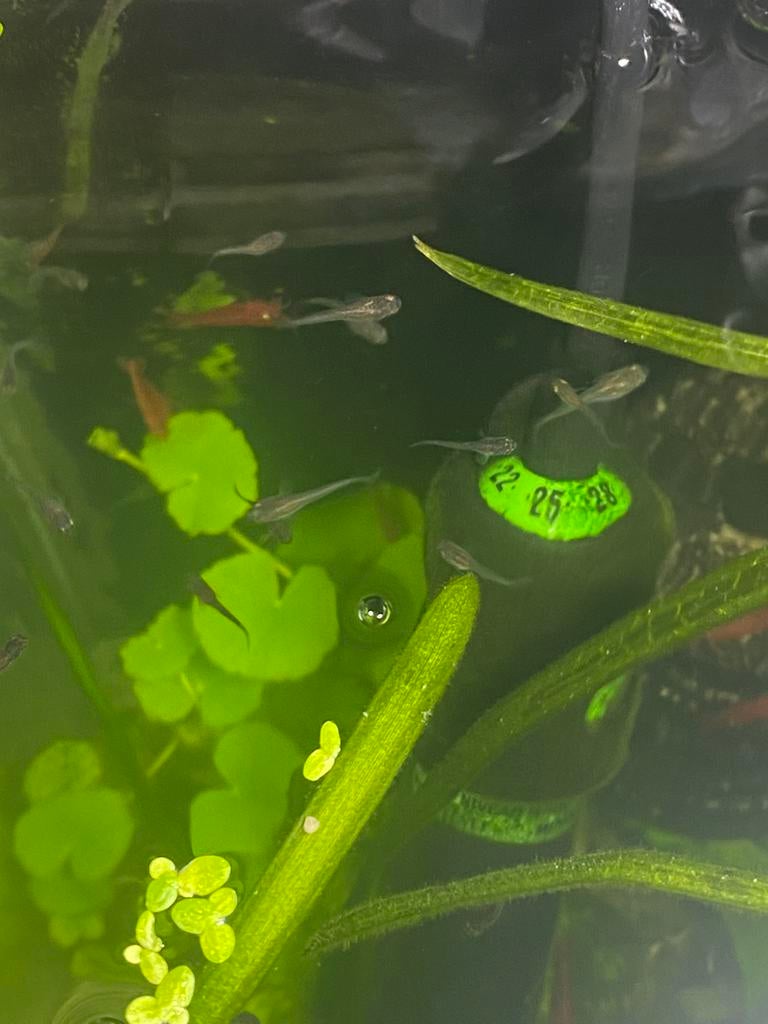 Jonge guppen, Dieren en Toebehoren, Vissen | Aquariumvissen, Vis