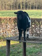 Zwart wit gevlekte geitenbok hoornloos, Mannelijk, Schaap
