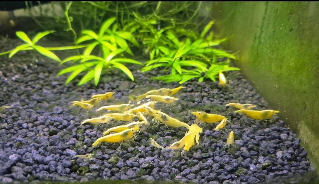 neocaridina citroengarnalen yellow neon backline, Kreeft, Krab of Garnaal, Zoetwatervis, Schoolvis