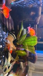 2 goudvissen gratis af te halen, Ophalen