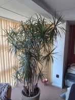 Grote kamerplant met stenen pot - Te groot geworden!, Ophalen, Halfschaduw, In pot, 150 tot 200 cm