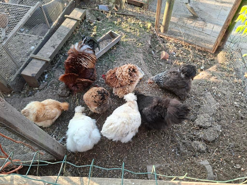 Gratis kippenhok, Dieren en Toebehoren, Pluimvee, Vrouwelijk, Kip