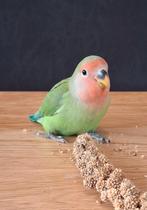 Agapornis roseicollis, Geslacht onbekend, Dwergpapegaai of Agapornis