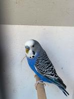 Parkieten koppel, Dieren en Toebehoren, Vogels | Parkieten en Papegaaien, Meerdere dieren, Parkiet