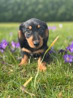 Ruwhaar dwerg teckel, Dieren en Toebehoren, Honden | Teckels en Dashonden, België, Particulier, Teef, Dwerg