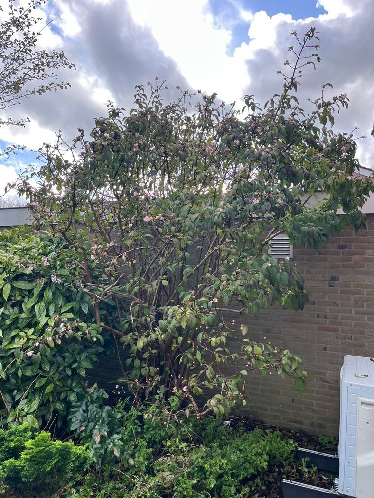 Viburnum boom, Tuin en Terras, Planten | Bomen, Ophalen, Halfschaduw, Overige soorten