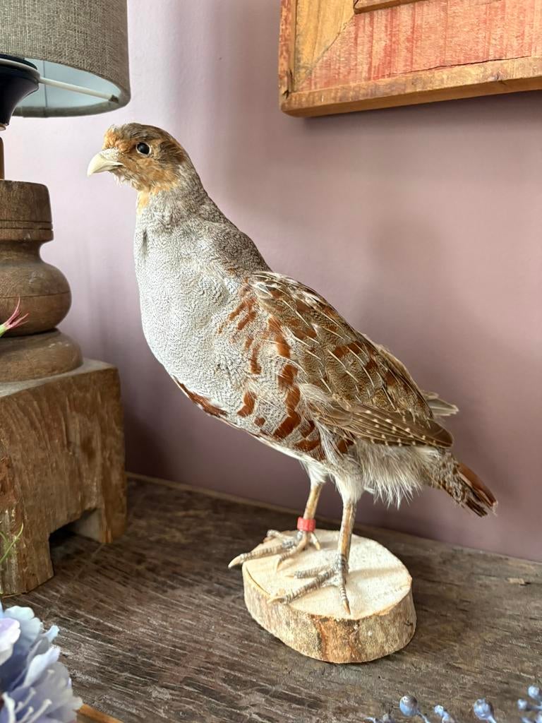 Opgezette wilde patrijs vogel, Verzamelen, Ophalen of Verzenden, Zo goed als nieuw, Vogel, Opgezet dier