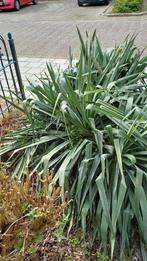 Palmlelie Yucca filamentosa, Tuin en Terras, Planten | Tuinplanten, Volle zon, Vaste plant, Zomer, Ophalen