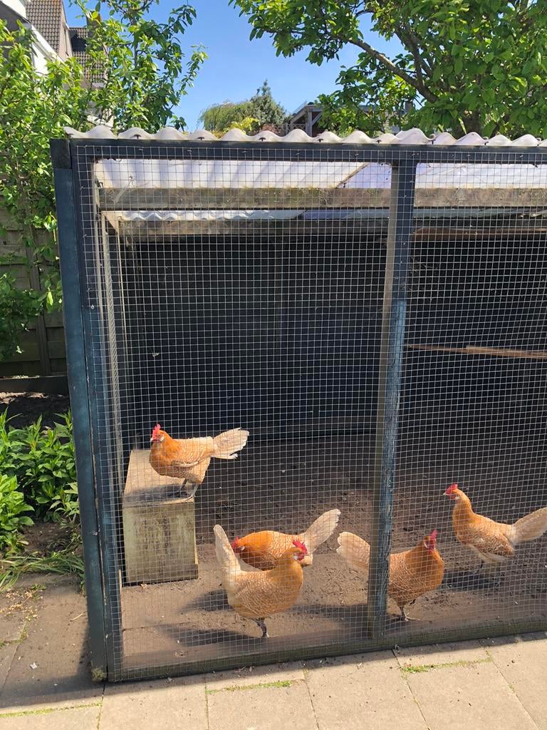 Kippenhok, Dieren en Toebehoren, Ophalen, Gebruikt, Kippenhok of Kippenren
