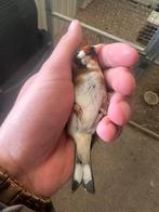 Mooie putter man geringd, Dieren en Toebehoren, Mannelijk, Wildzangvogel, Geringd