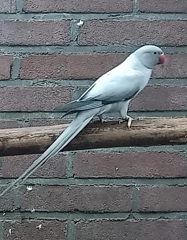 Mooie kweekrijpe Grijs Opaline bleekstaart met DNA van 2024, Meerdere dieren