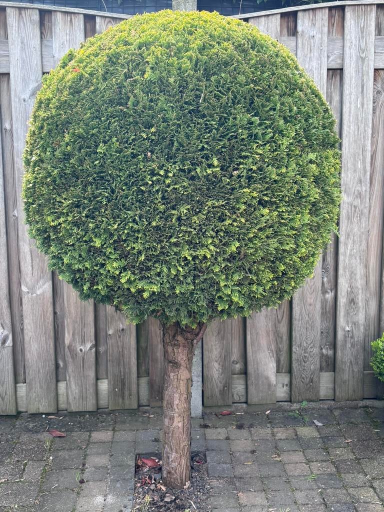 Te koop conifeer boom bol op stam, Ophalen, Bloeit niet, Halfschaduw, Overige soorten