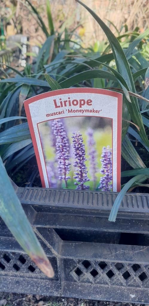 Liriope muscari 'Moneymaker' planten, Ophalen of Verzenden