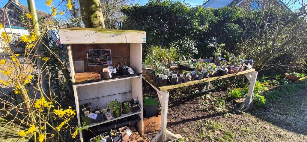100% biologische tuinplantjes, Ophalen, Overige soorten, Volle zon