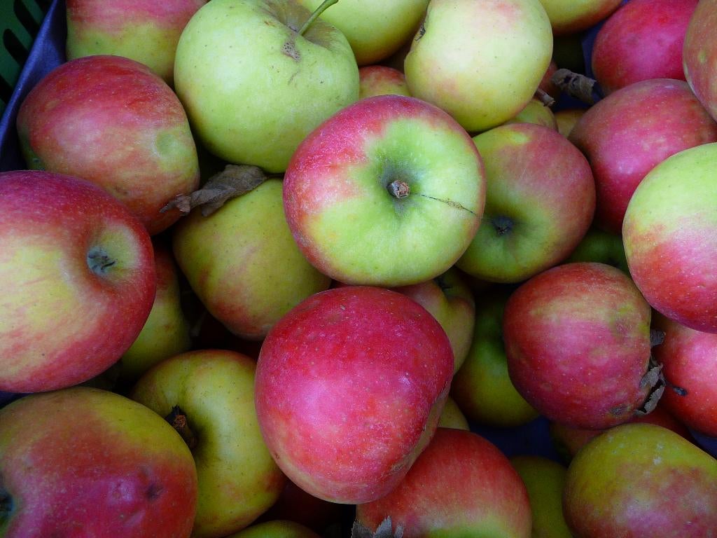 Malus domestica - Appelboom 'Elstar', Bio (nog 4), Minder dan 100 cm, Lente, Volle zon, In pot