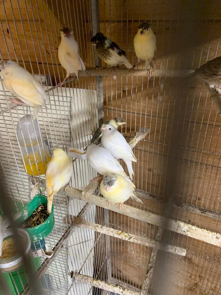 Kanaries te koop 20 stuks van 2026, Dieren en Toebehoren, Vogels | Kanaries, Meerdere dieren, Kleurkanarie