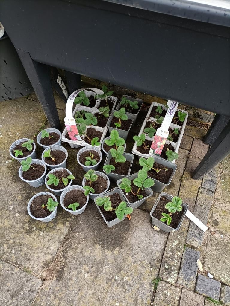 Aardbeienplant stekjes, Ophalen, Volle zon, Vaste plant, Fruitplanten