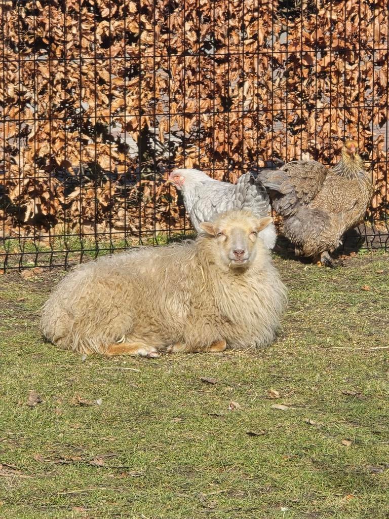 2 Oussant schapen, Meerdere dieren, Schaap
