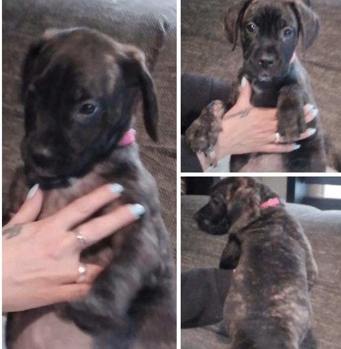 Lief Presa Canario x Cane Corso teefje zoekt speciaal thuis, Dieren en Toebehoren, 8 tot 15 weken, Bulldog, Meerdere dieren, Eén hond