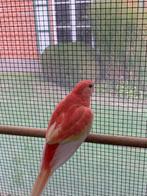 Robino bourke, Meerdere dieren, Parkiet