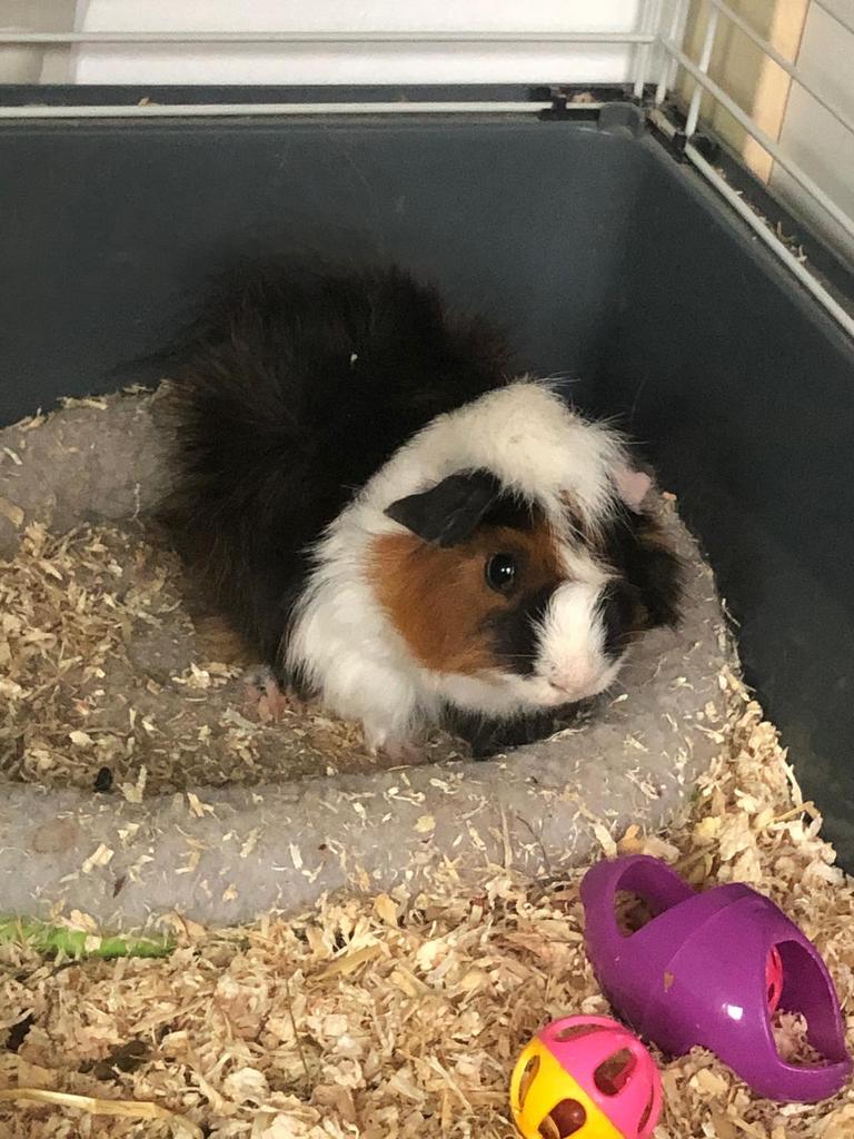 Twee cavia’s, Dieren en Toebehoren, Cavia, Mannelijk, December, Tam