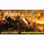 Franse bulldog (GASTENGEZIN)gezonde richtlijn met neusje, Dieren en Toebehoren, Honden | Bulldogs, Pinschers en Molossers, 1 tot 2 jaar