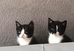 De allerliefste kittens