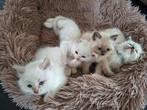 Ragdoll kittens met stamboom, Dieren en Toebehoren, Meerdere dieren, Gechipt