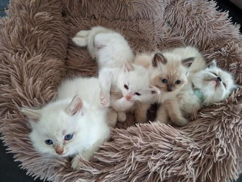 Ragdoll kittens bleu point met stamboom, Dieren en Toebehoren, Katten en Kittens | Raskatten | Langhaar, Meerdere dieren, Met stamboom