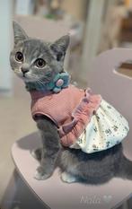 Poes Nala, Dieren en Toebehoren, Poes, Ontwormd