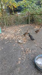 Loopeenden, Dieren en Toebehoren, Pluimvee, Vrouwelijk, Eend