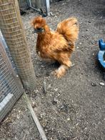 Zijdehoen kriel hen, Dieren en Toebehoren, Pluimvee, Vrouwelijk, Kip