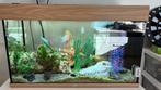 Juwel aquarium zgan met guppies en extra accesoires, Dieren en Toebehoren, Vissen | Aquaria en Toebehoren, Ophalen, Zo goed als nieuw