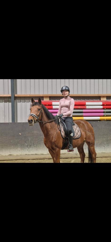 Allround E pony, Dieren en Toebehoren, Pony's, Ruin, L, E pony (1.48m - 1.57m), Dressuurpony, 11 jaar of ouder, Met stamboom, Gechipt