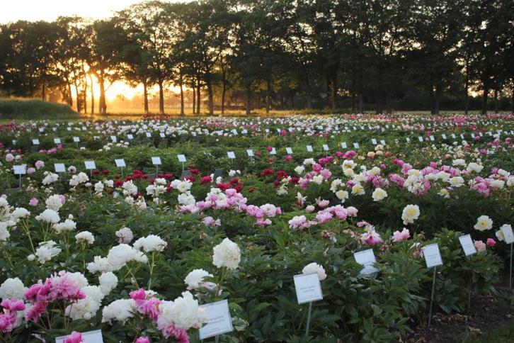 Pioenrozen voor pluktuinen of parken, Tuin en Terras, Planten | Tuinplanten, Vaste plant, Overige soorten, Volle zon, Lente, Ophalen