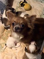 Chihuahua/nachtvlinder hondje, 8 tot 15 weken, Teef, Parvo, Meerdere