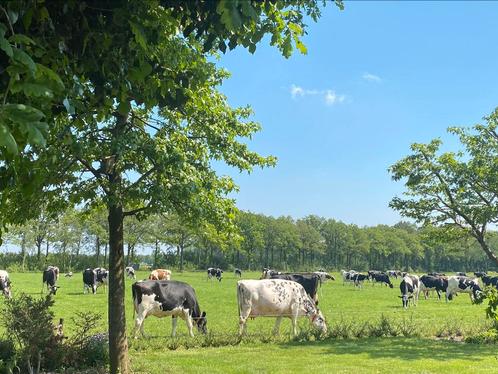 Dekstieren voor bij de pinken en kort dragende vaarzen., Dieren en Toebehoren, Runderen, Meerdere dieren, 0 tot 2 jaar