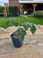 Te koop: jong walnoten boompje., Overige soorten, Volle zon, Vaste plant, Ophalen of Verzenden