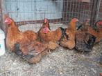 Prachtige wyandotte kriel hennetjes goud, Dieren en Toebehoren, Pluimvee, Vrouwelijk, Kip