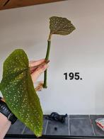 Begonia coccinea, Engelenvleugelbegonia, kamerplant, Ophalen of Verzenden, Overige soorten, Minder dan 100 cm