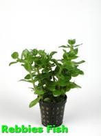 bacopa amplexicaulis 5 cm pot €4,25, Dieren en Toebehoren, Vissen | Aquaria en Toebehoren, Ophalen of Verzenden, Nieuw, Plant(en), Steen of Hout