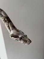 Boa Imperator, Dieren en Toebehoren, Reptielen en Amfibieën, Slang, 3 tot 6 jaar
