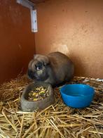 Hangoor dekram, Dieren en Toebehoren, Konijnen, Mannelijk, Middelgroot, Hangoor, 0 tot 2 jaar
