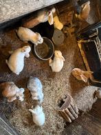 konijnen, Dieren en Toebehoren, Geslacht onbekend, Middelgroot, 0 tot 2 jaar