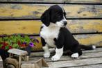 Welsh corgi- cocker spaniel pups., Dieren en Toebehoren, Honden | Chihuahua's en Gezelschapshonden, Nederland, Overige rassen